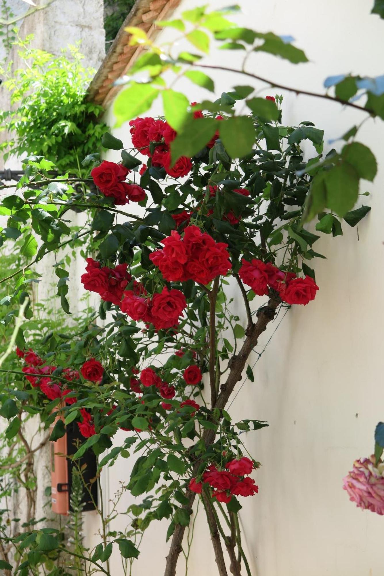 Charming Albaicin Patio Flat Free Onsite Parking Granada Exterior foto